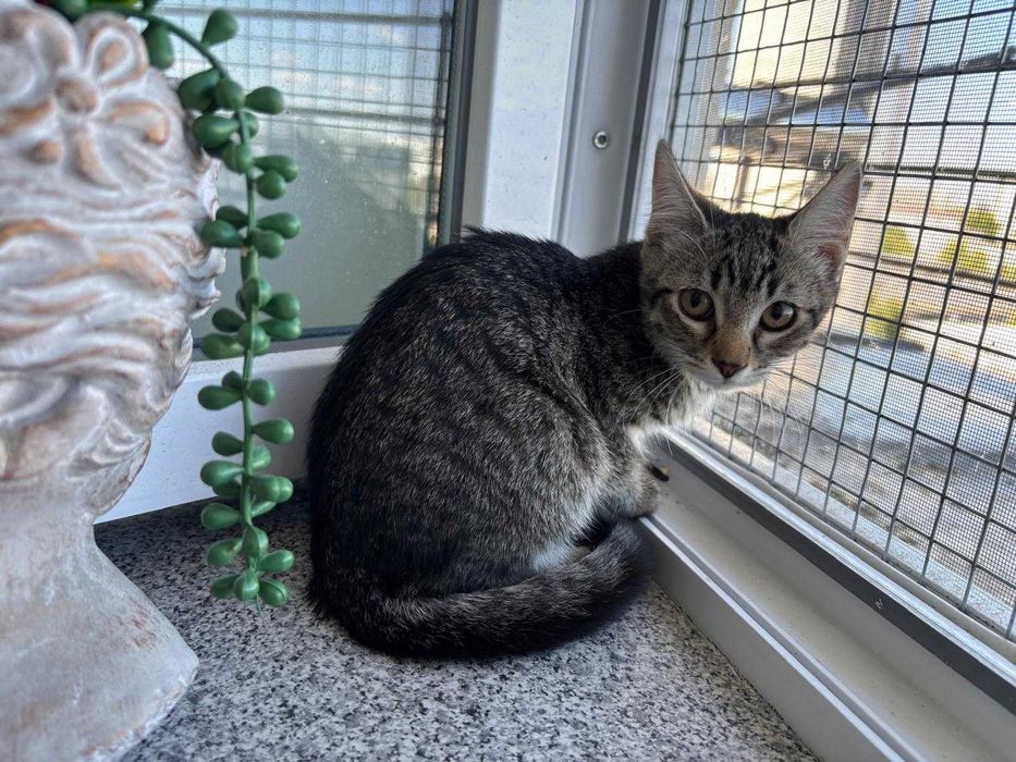 Adoptie 2 pisoi dragalasi de 3 luni si jumatate, testati, deparazitati intern si extern, vaccinati, 1 baietei si o fetita.
