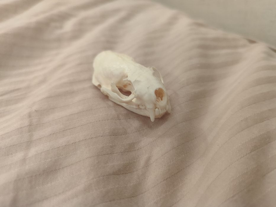 Череп норки (имитация)