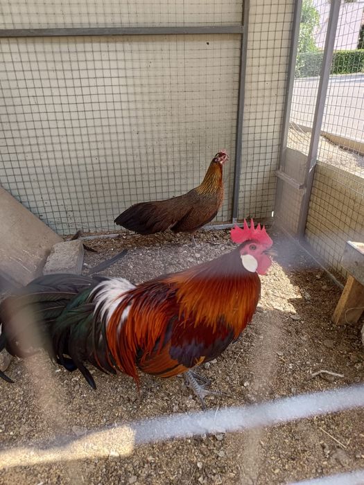 Фениксы (стандарт)