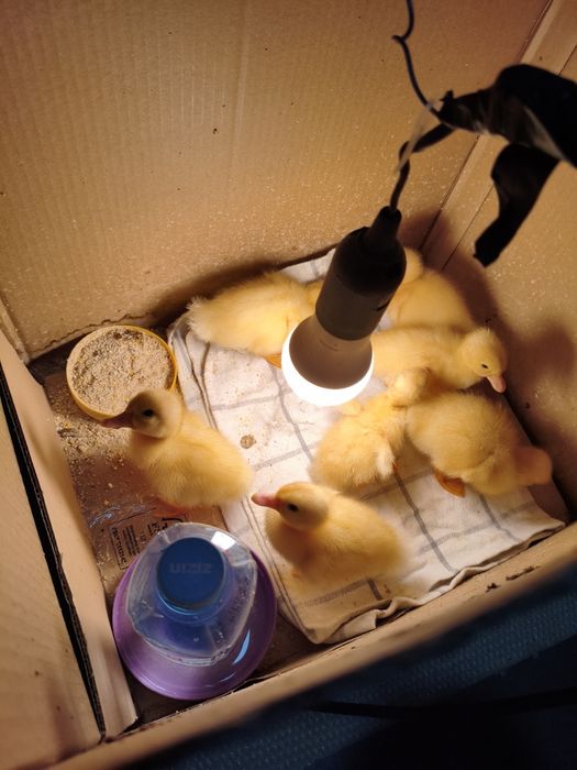 Vând 4 Boboci de rața pekin