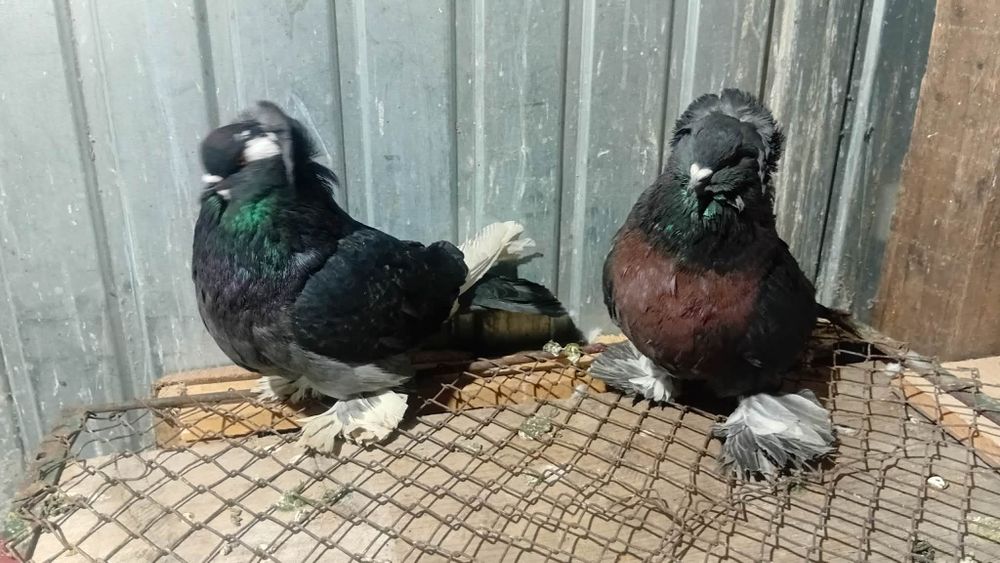 Vând uriași maghiari talie mare