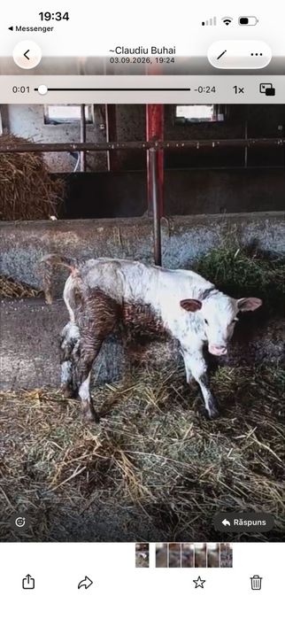 Vând viței 80-140 kg