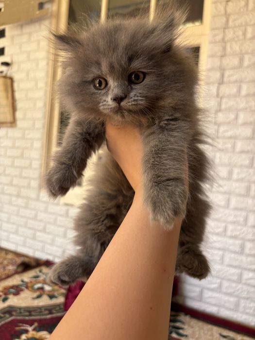 продаются котята