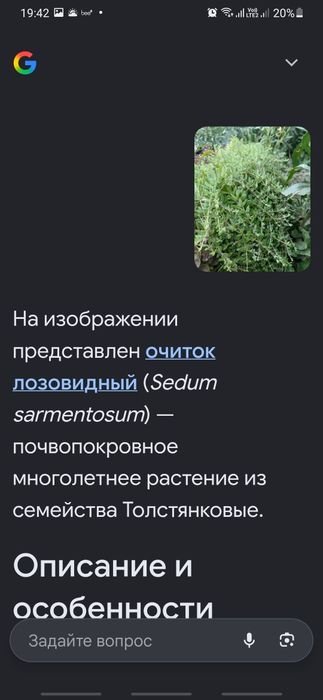Почвопокровные сукуленты