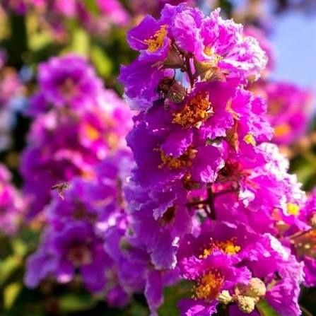 Liliac Indian (Flori Mov )