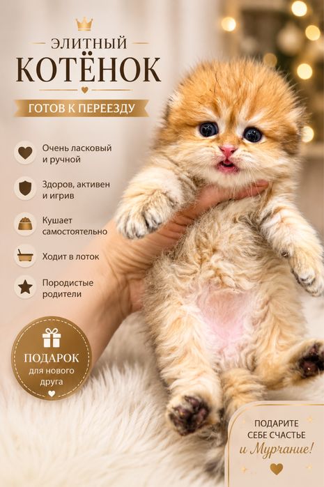 Продается мимишка фолд