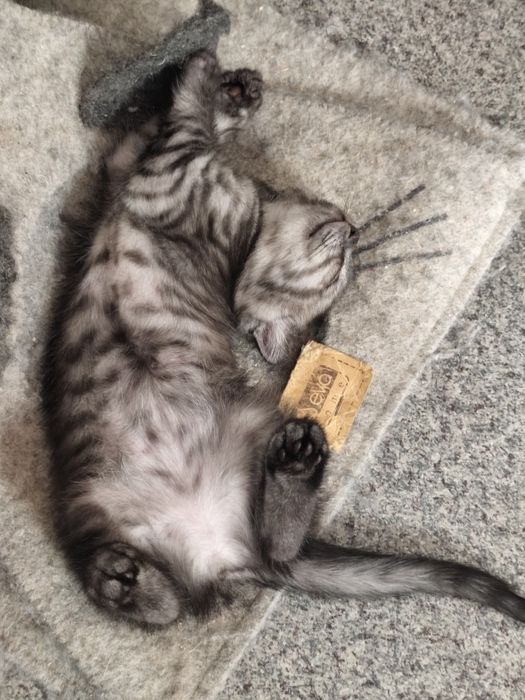 Вислоухий котёнок