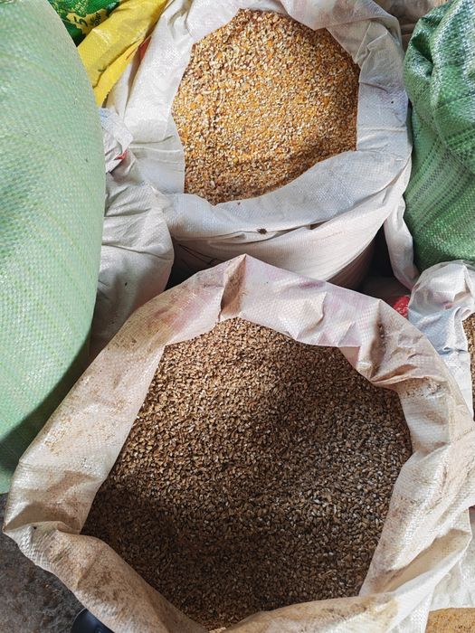 Эхсон, акика ва маросимлар учун тайëр ку́чкорлар сотилади.