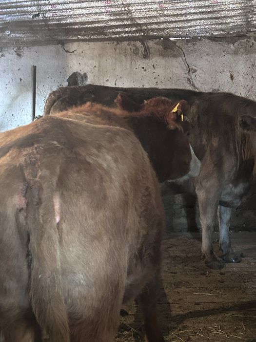 Согым семіз сатылады