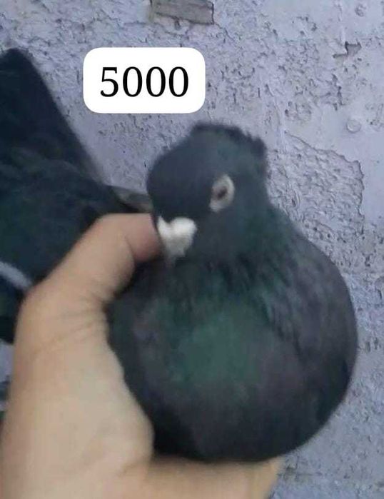 Продам голубей...