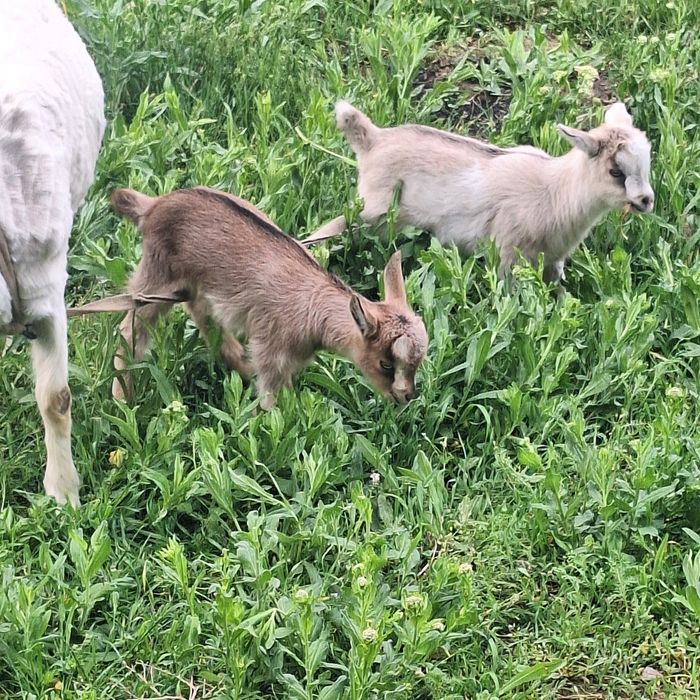 Лақ козлята ешкі