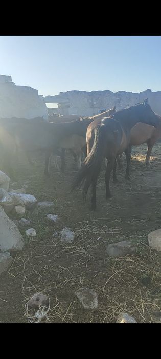 Бие сатылады 6 жас
