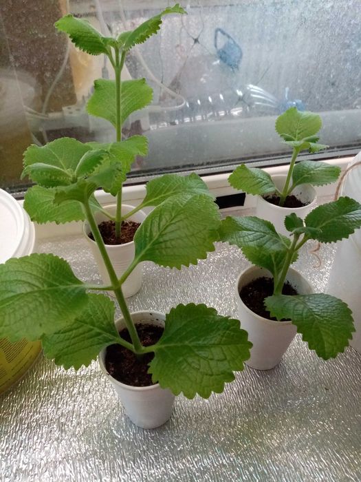 Мята комнатная 500 тг.