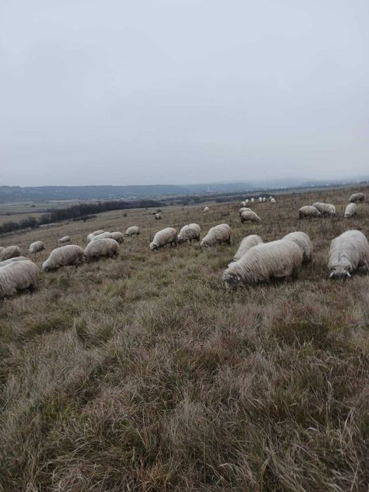 100 oi bale si oachese