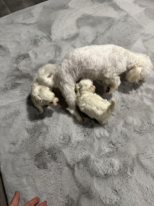 Pui Bichon Maltez Mini Toy - 9 săptămâni, Microcipați, Vaccinați