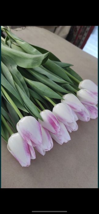 Продам тюльпаны…