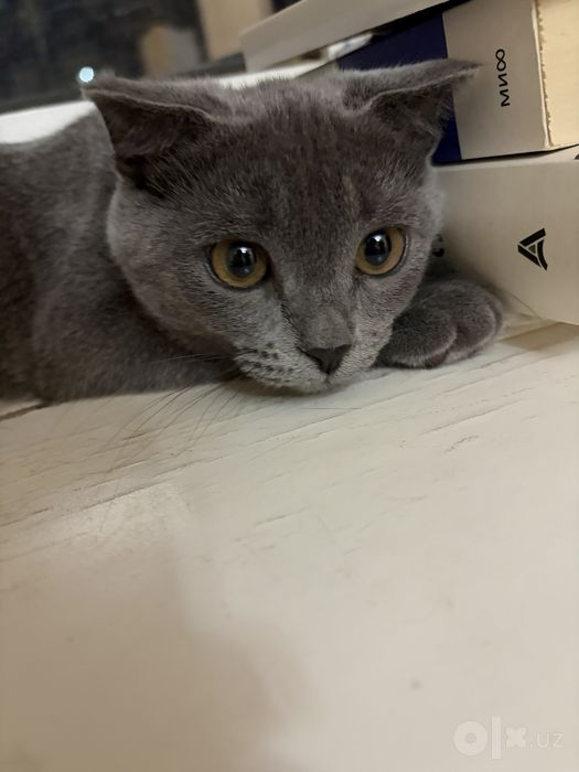 Продаётся котёнок скоттиш фолд.