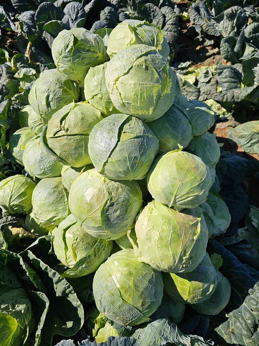 Varza de buzau 0.80 bani kg