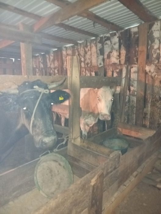 Продам коров 4 голов
