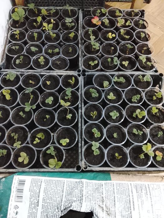 Рассада Клубники Оптом!