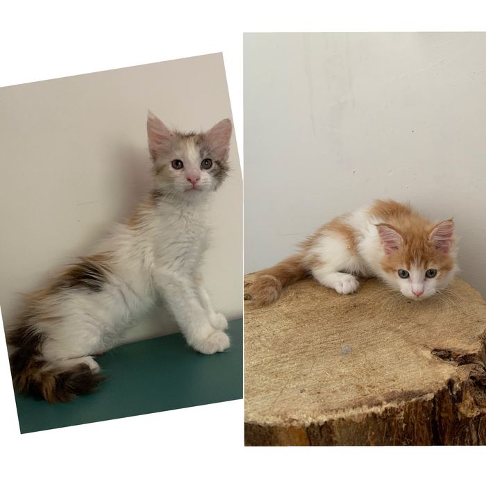 малышки мейнкун (девочки ) с родословными