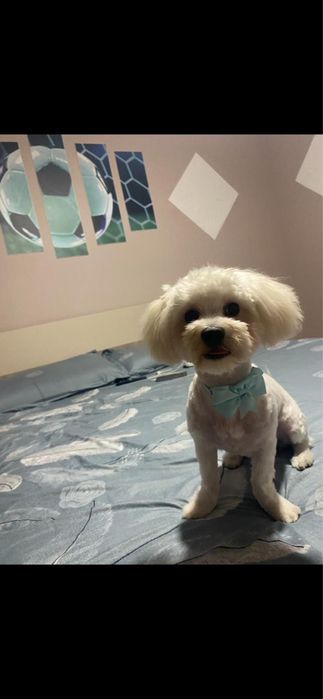 Bishon Maltez mascul