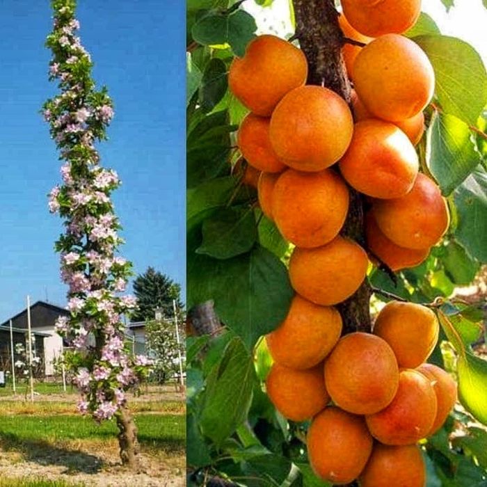Pomi Fructiferi Columnari la ghiveci