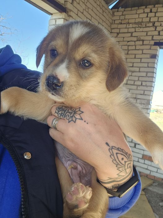 В хорошие руки щенки