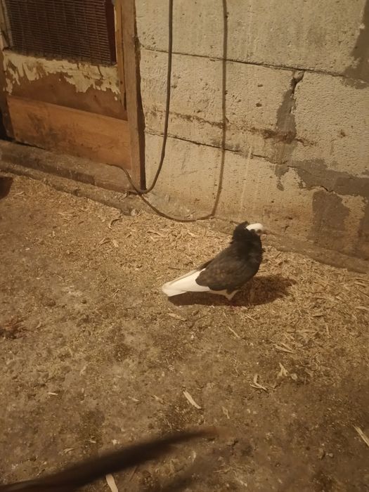 Vând o pereche de porumbei capucini