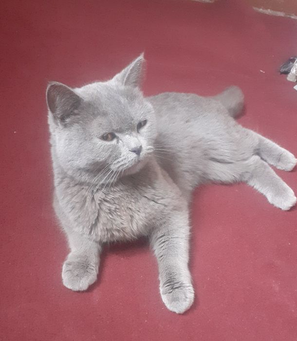 Мушик сотилада мушик сотилади