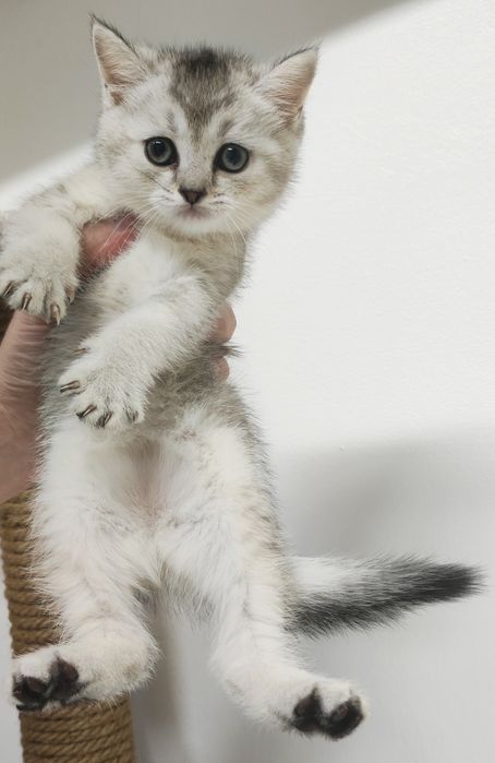 КошеЧки ШотЛанНдскиЕ