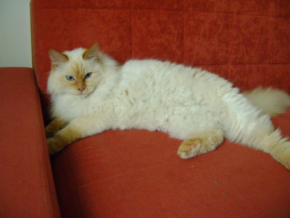 Котик кастрирован