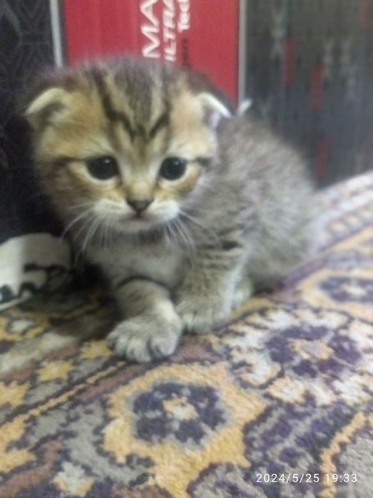 Котята с чистой крови