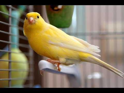 Kanarekalar sotiladi