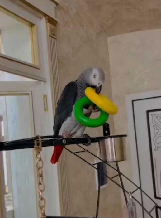 Jaku gapiradigonidan