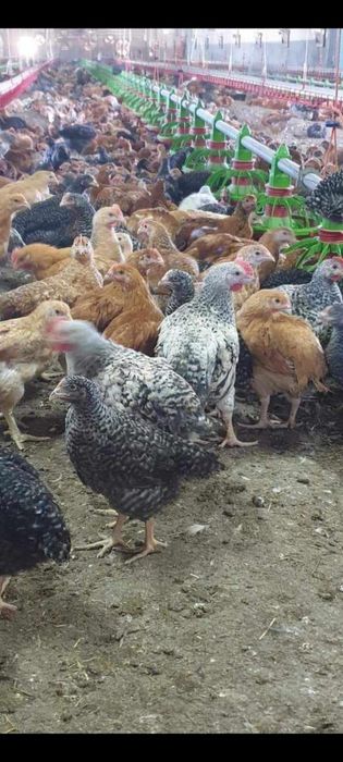 vand pui albi si colarti de rasa mixta,vand si en gross