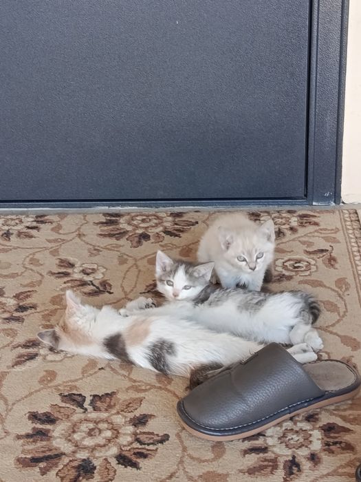 Отдам в добрые руки