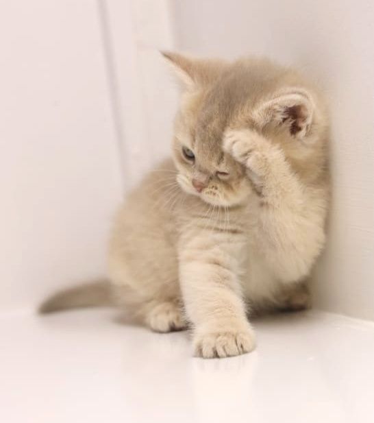 Шиншиллы серебро и золото продаются