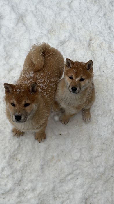 Shiba inu toy de vanzare