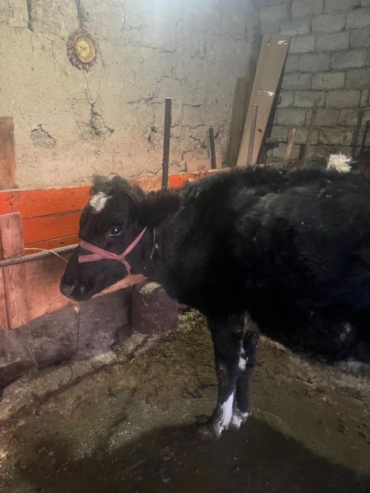 Сыйыр бузауымен сатылады