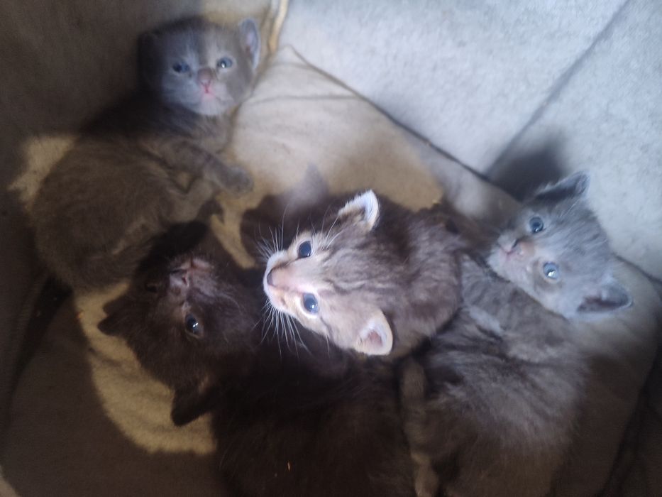 Котёнок хорошо ручки дам  звоните 1 месец