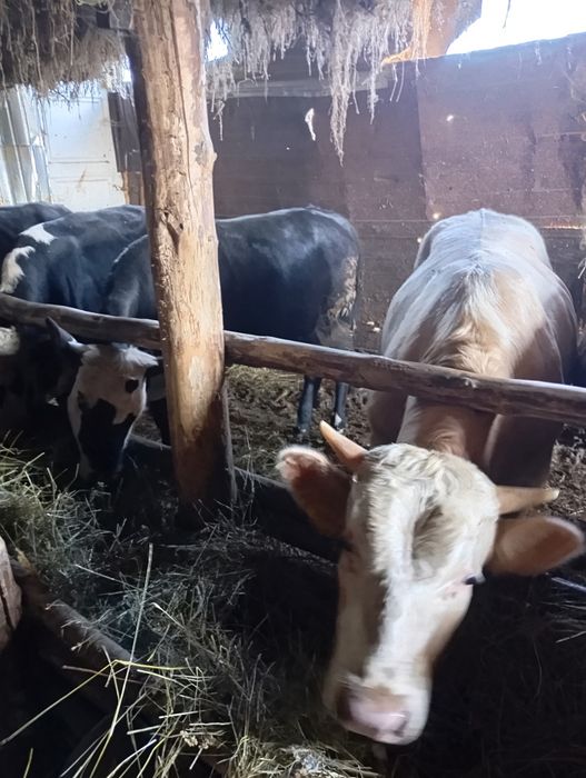 Продам молодняк 8 голов