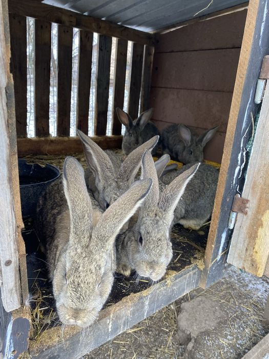 Vand  iepuri din rasa urias belgian cu varsta de doua luni