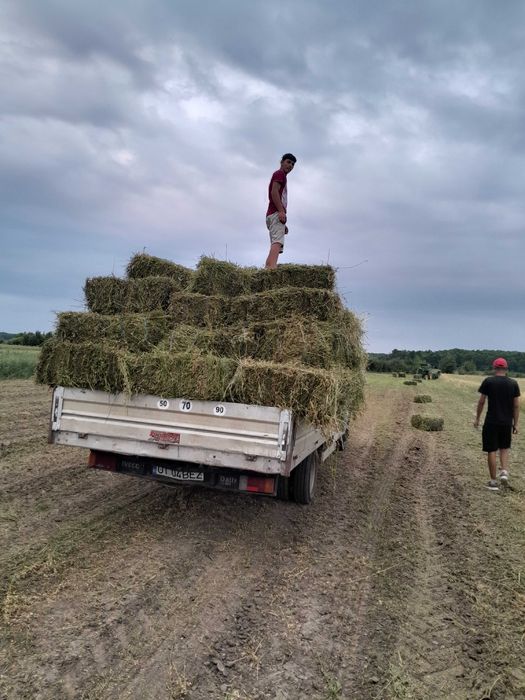 Baloti de lucerna depozitati in conditii optime