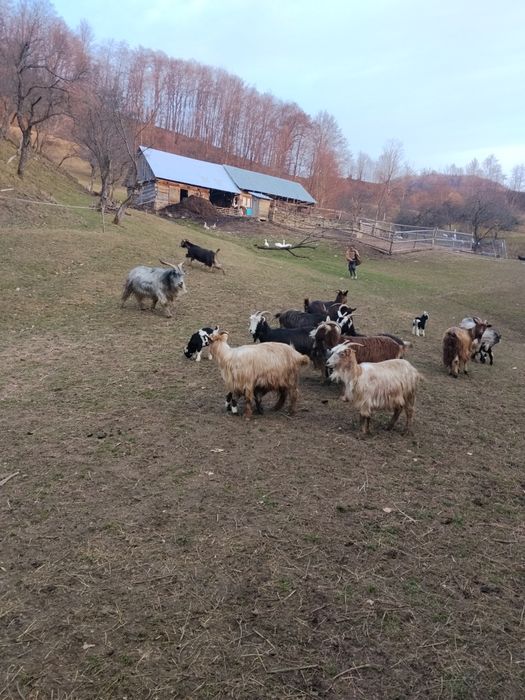 Capre de vânzare  preț 650 .bucata