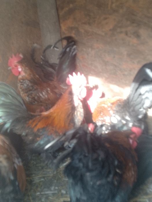 De vânzare perechii de găină și cocoș pitici.