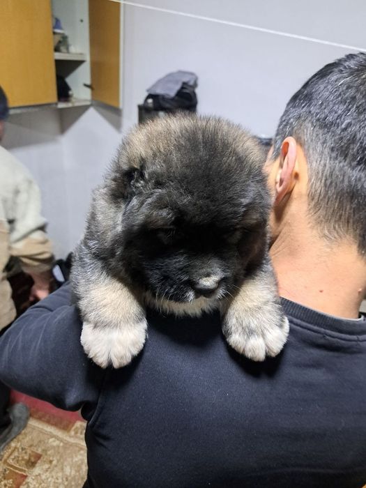 Щенки кавказской овчарки