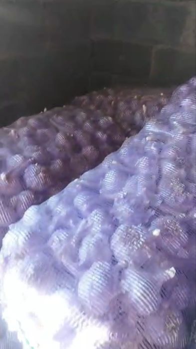 Чеснок Каракольский