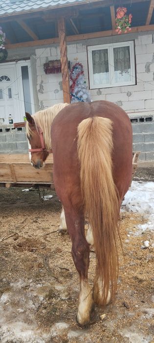 Vând daua iepe  una de 5 ani una de 7 ani