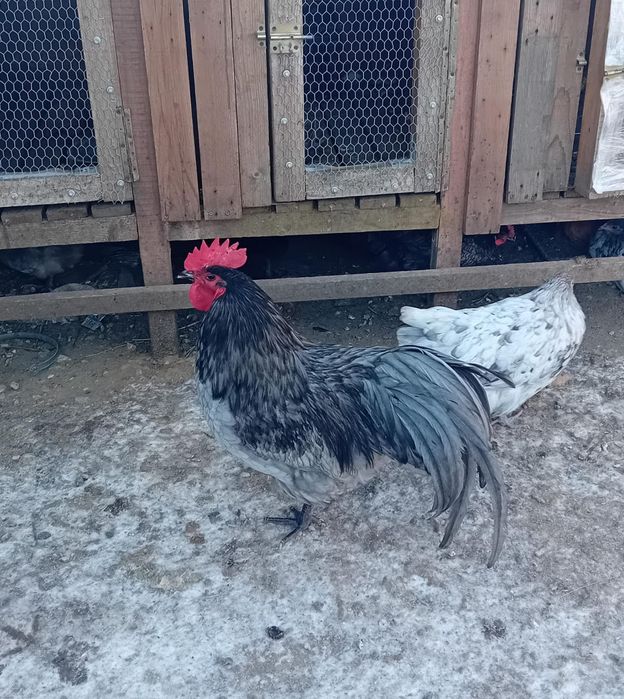 Cocosi Australorp